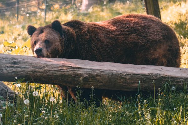 Bear Enclosure in Beroun