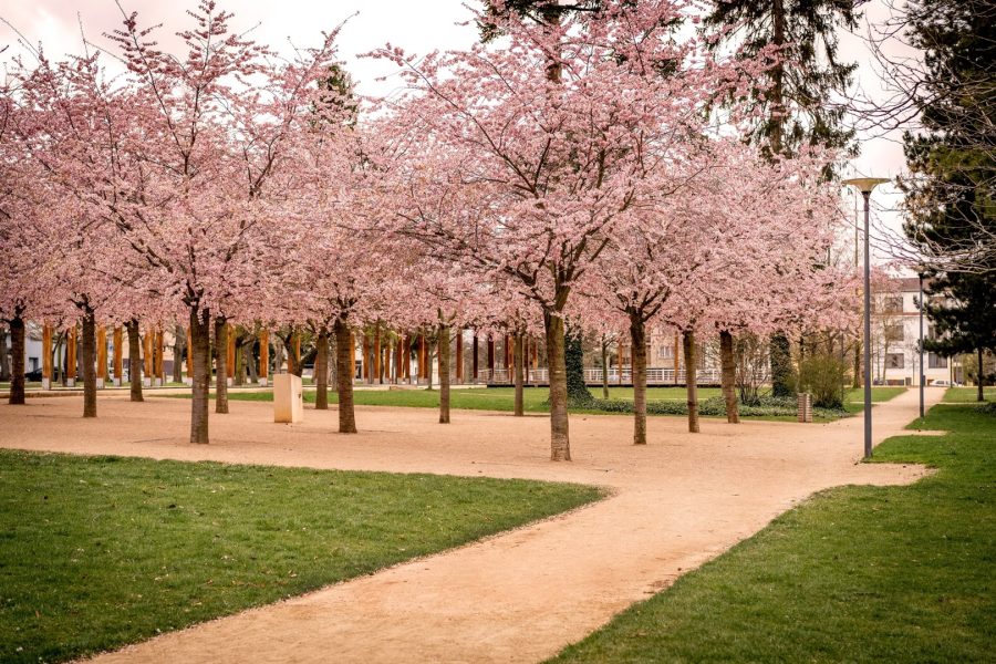 Cherry Blossom in Poděbrady Spa Town